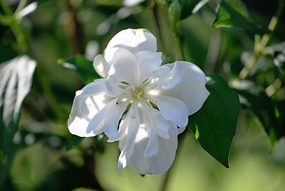 Philadelphus coronarius - pustoryl věncový - detail květu